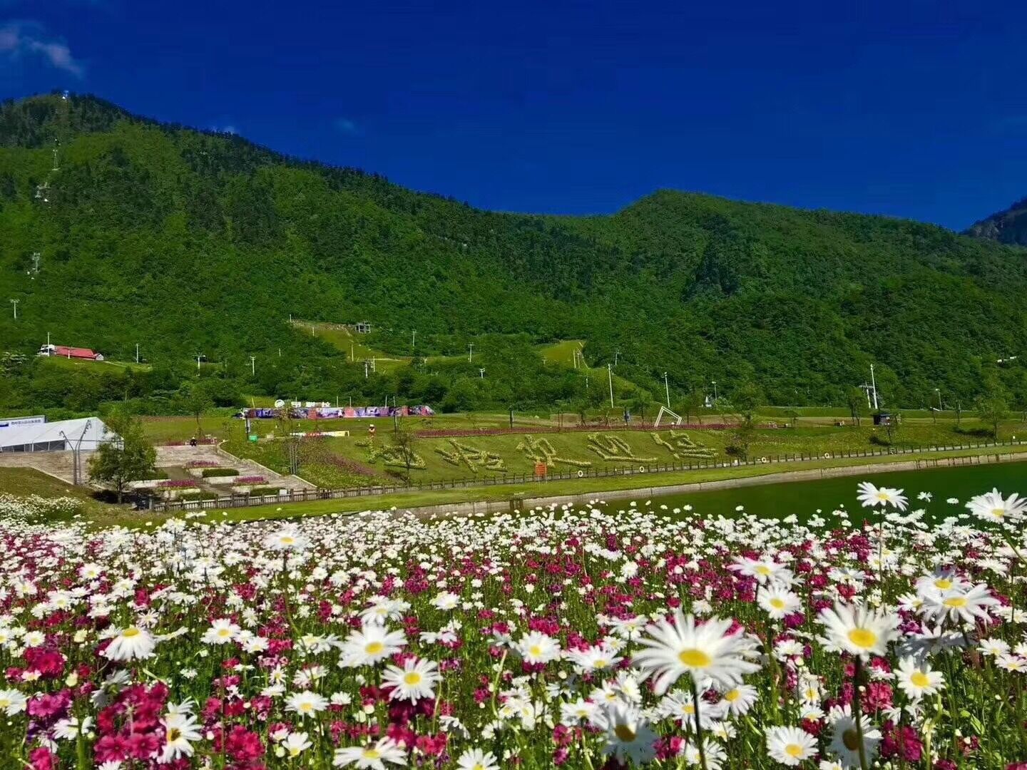 報(bào)春花開(kāi) 美麗自來(lái)