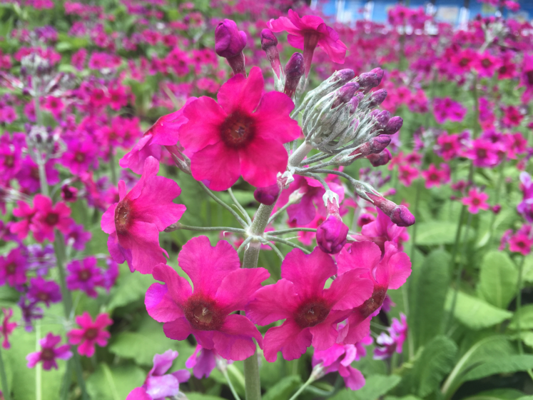 報(bào)春花開 美麗自來