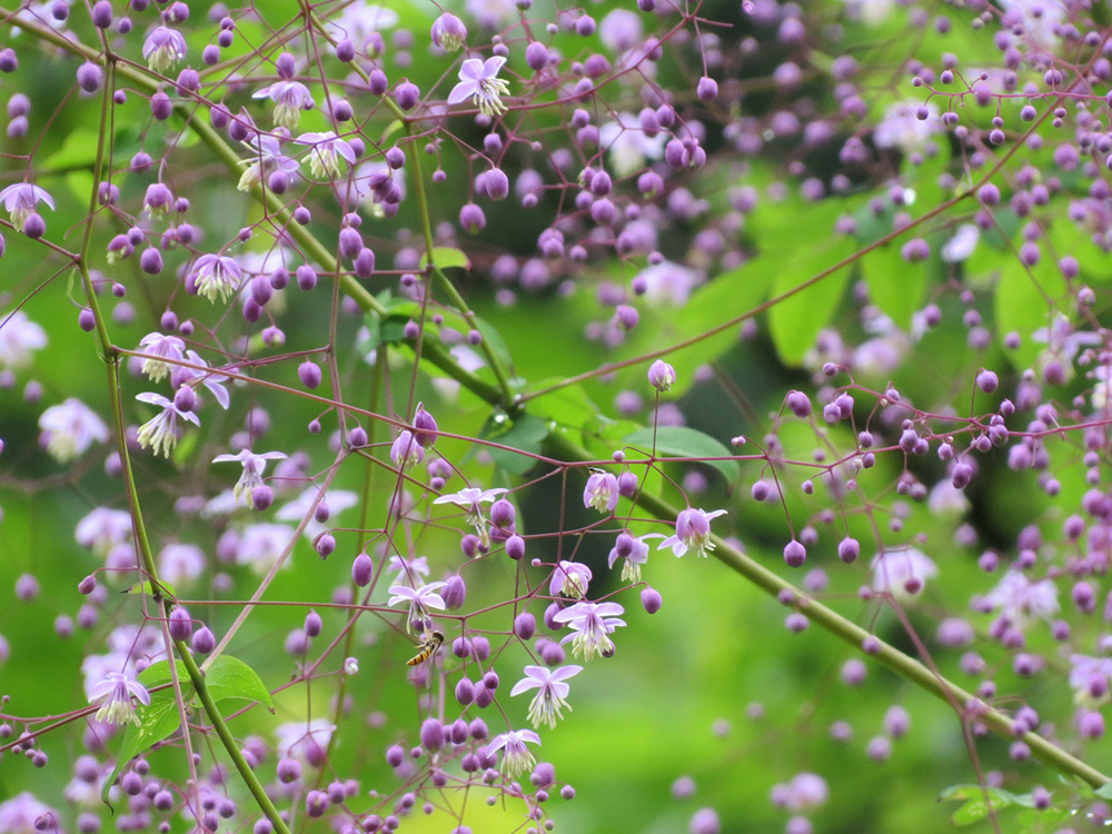 夢幻唐松草（西嶺前山）