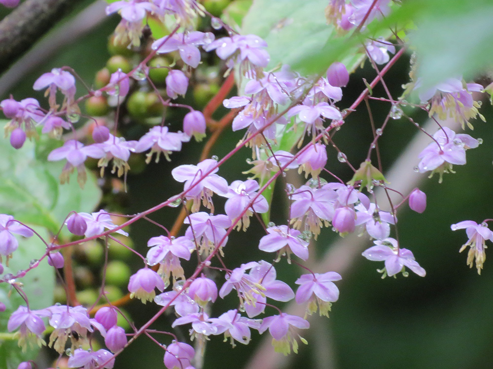 夢(mèng)幻唐松草（西嶺前山）