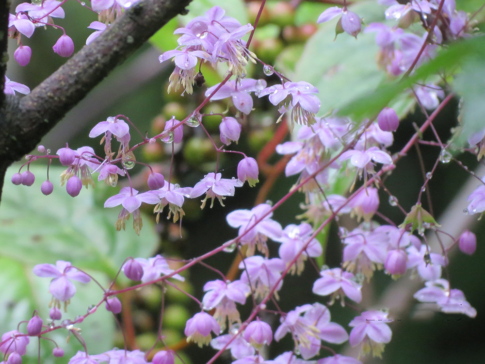 夢(mèng)幻唐松草（西嶺前山）