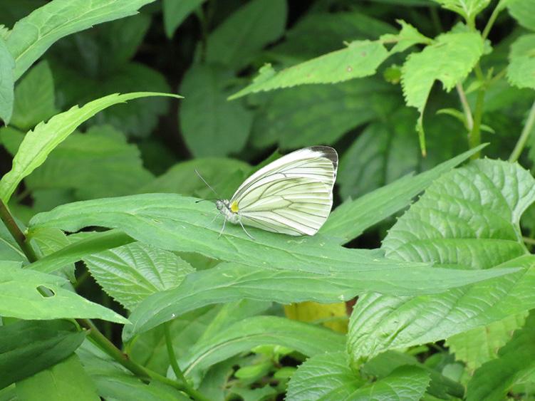 蝴蝶（西嶺前山）