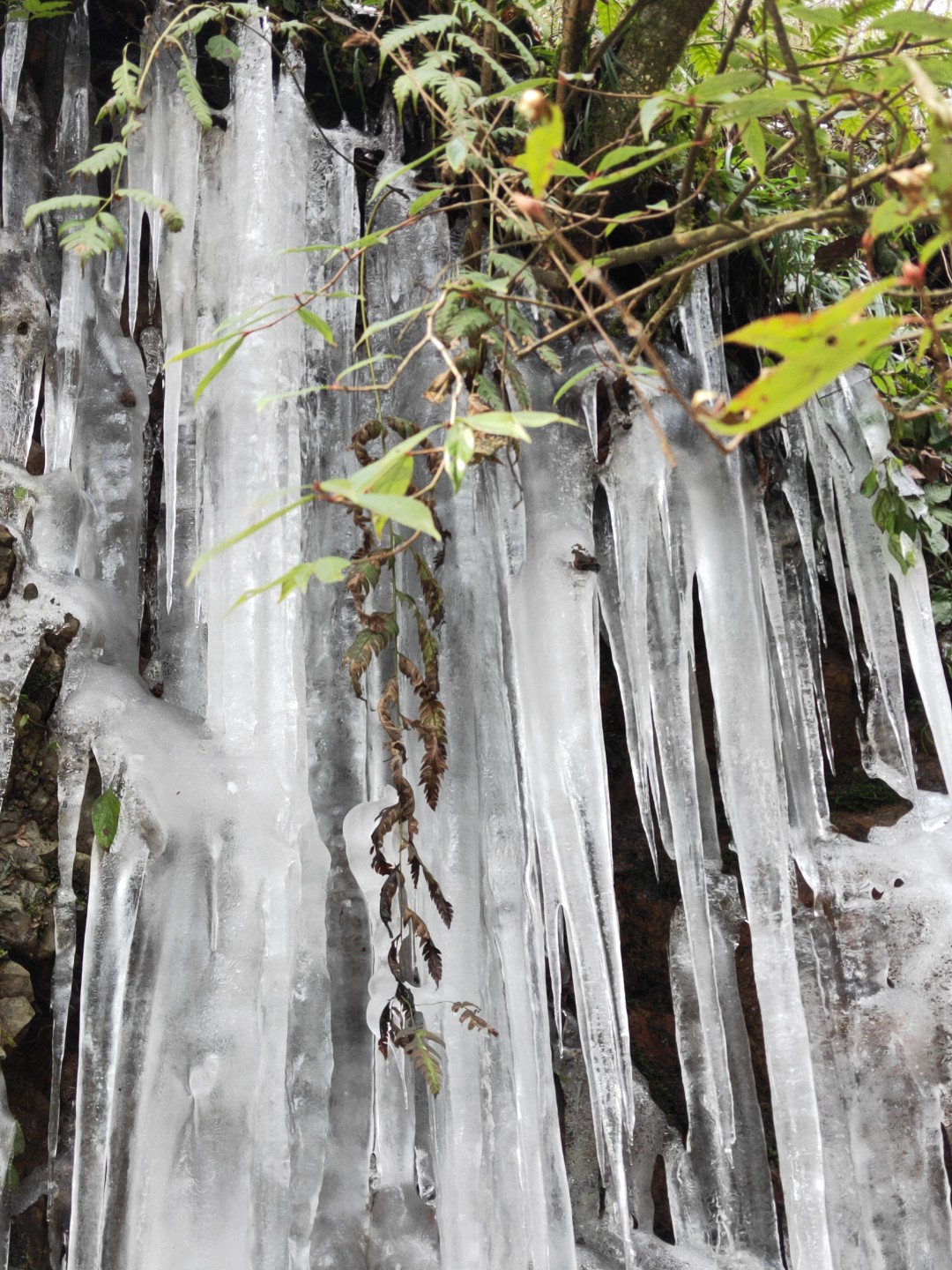 無法凝固的春色